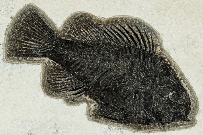 Detailed Fossil Fish (Cockerellites) - Wyoming #327873